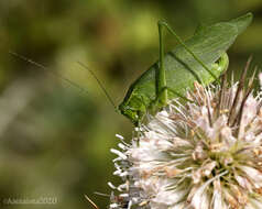 Scudderia pistillata Brunner von Wattenwyl 1878 resmi