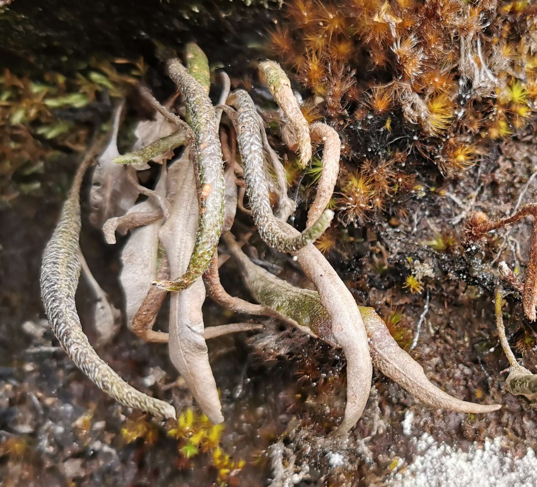 Image de Elaphoglossum stipitatum (Bory) Moore