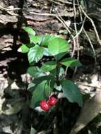 Image of Ardisia pusilla A. DC.