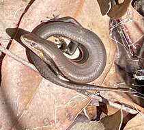 Image of South-western Cool-skink