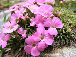 Image of Dianthus microlepis Boiss.