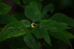 Philactis zinnioides Schrad. resmi