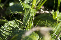 Image of Doronicum glaciale subsp. calcareum (Vierh.) Hegi