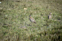 Image of Peruvian Thick-knee