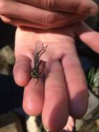 Image of Pygmy Clubtails