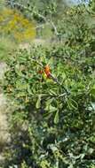 Image of Arizona desert-thorn