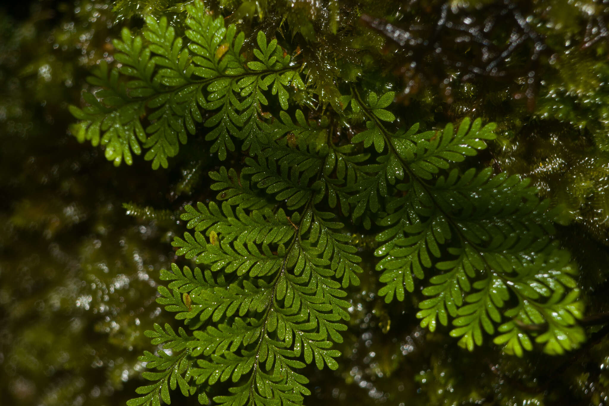 Image of wahini noho mauna