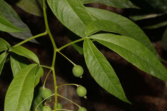 صورة Tovaria pendula Ruiz & Pav.