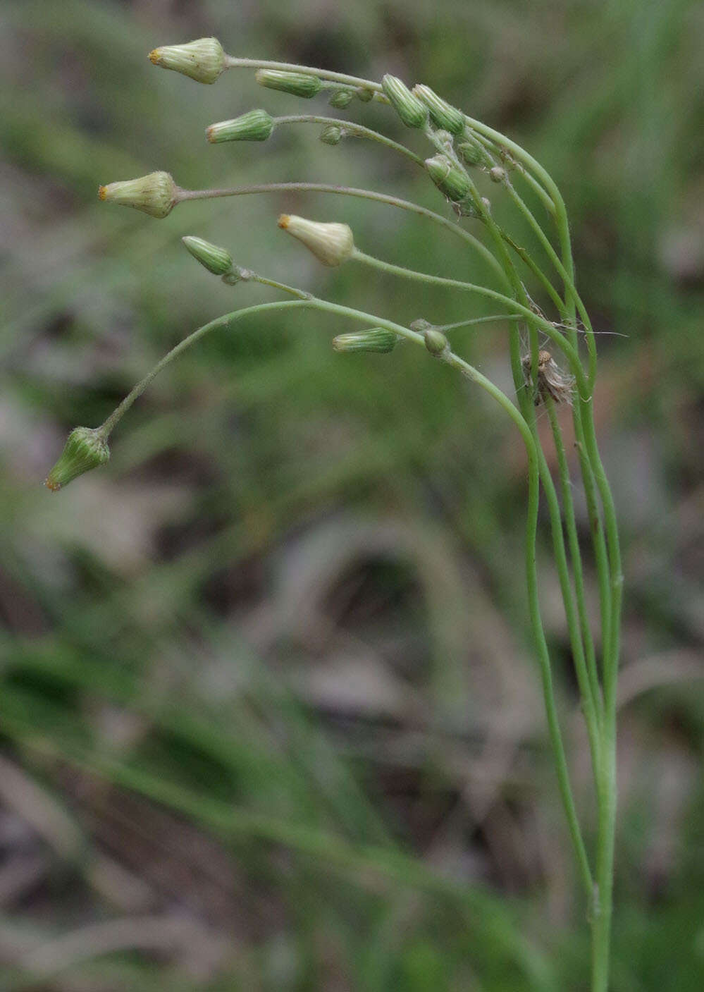 Imagem de Blumea saxatilis Zoll. & Mor.