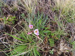 Plancia ëd Hesperantha schelpeana Hilliard & B. L. Burtt