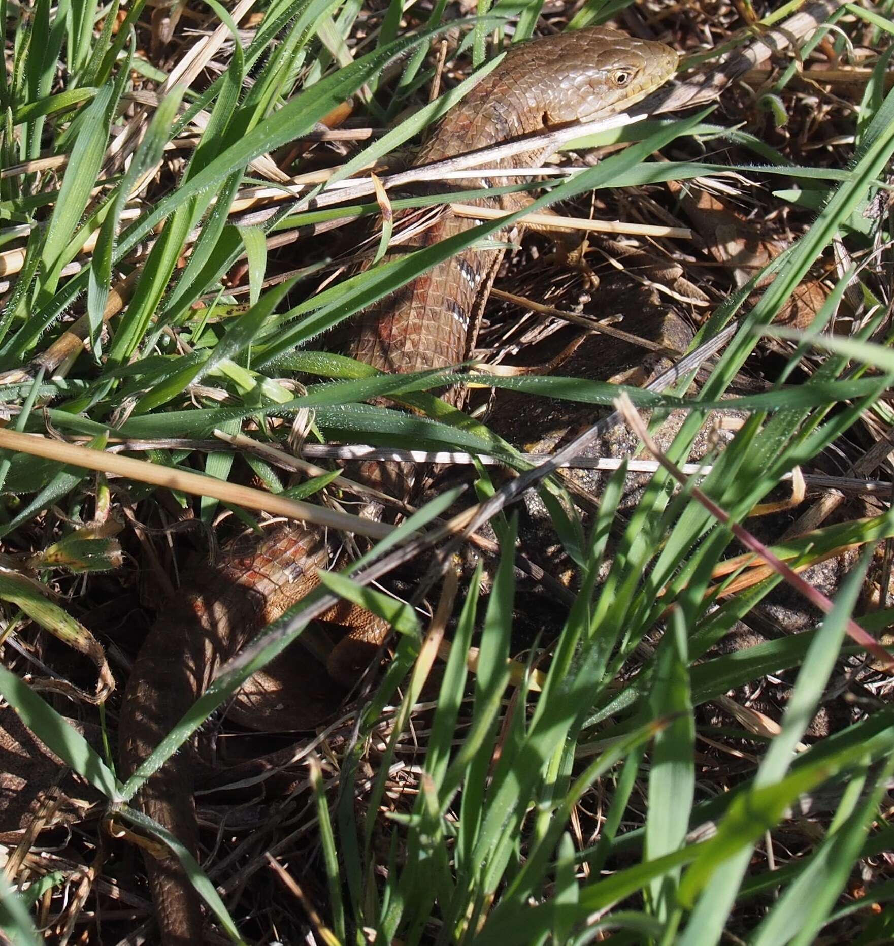 Image of Elgaria multicarinata multicarinata (Blainville 1835)