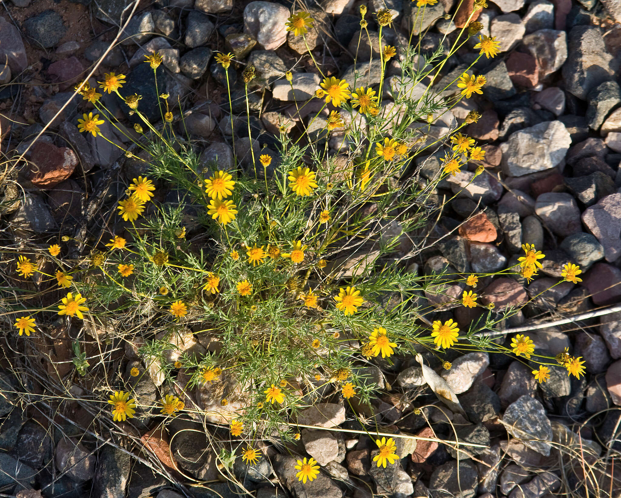 Image of fiveneedle pricklyleaf