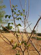 Imagem de Commiphora africana (Rich.) Engl.