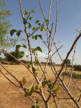 Imagem de Commiphora africana (Rich.) Engl.