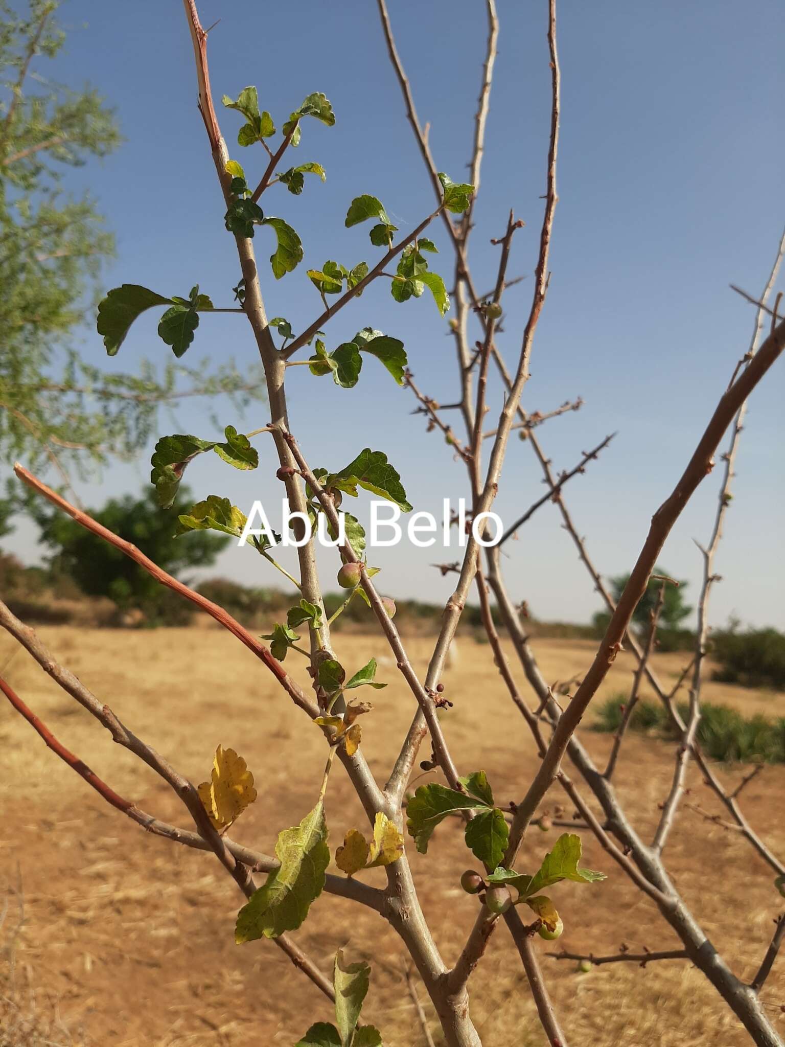 Sivun Commiphora africana (Rich.) Engl. kuva