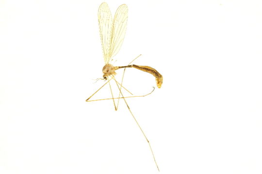 Image of <i>Cylindrotoma distinctissima</i> (Meigen 1818)