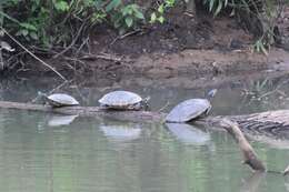 Image of Eastern River Cooter