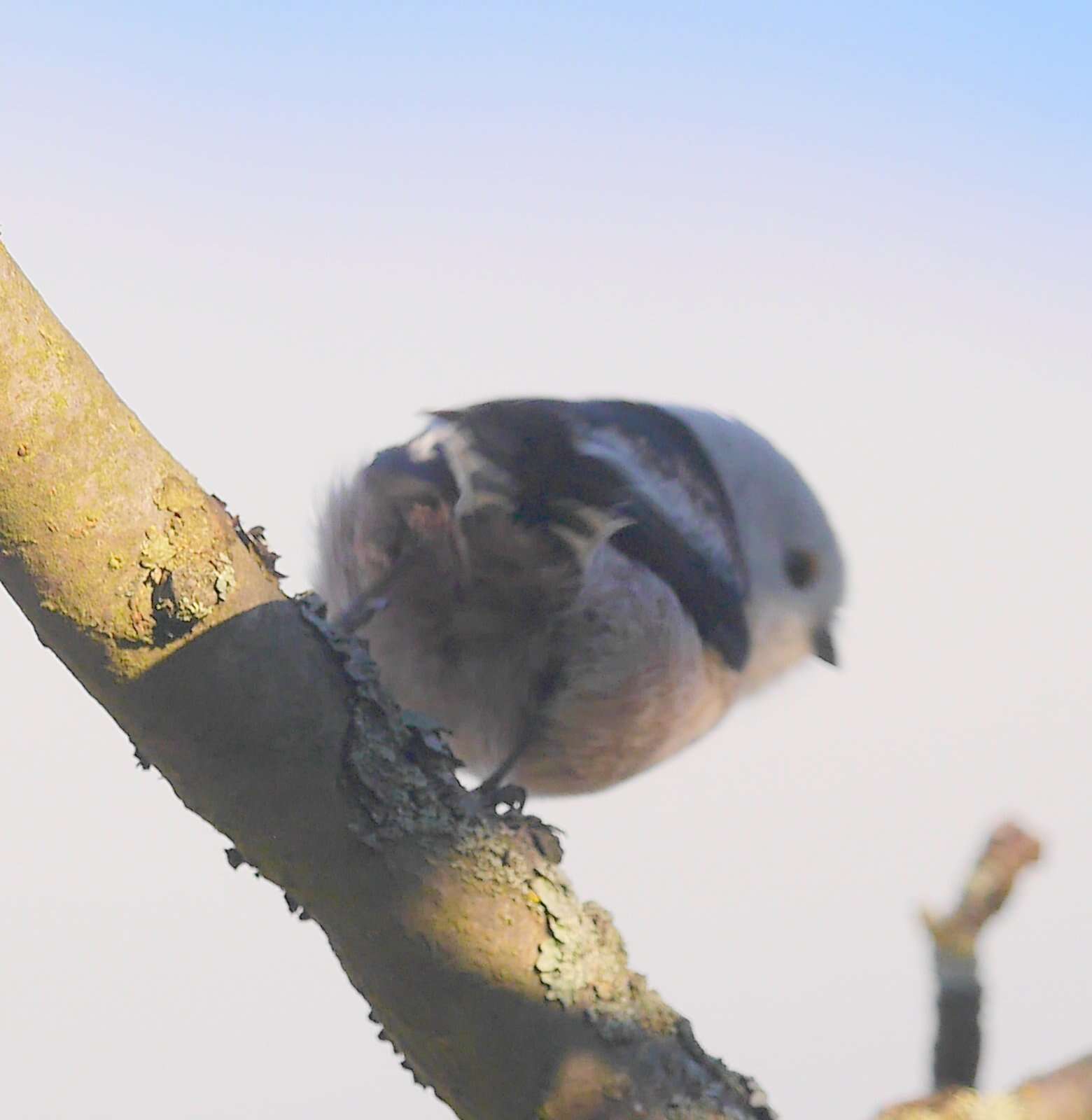 Image of Aegithalos caudatus caudatus (Linnaeus 1758)