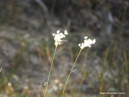 Imagem de Luzula lactea (Link) E. H. F. Meyer