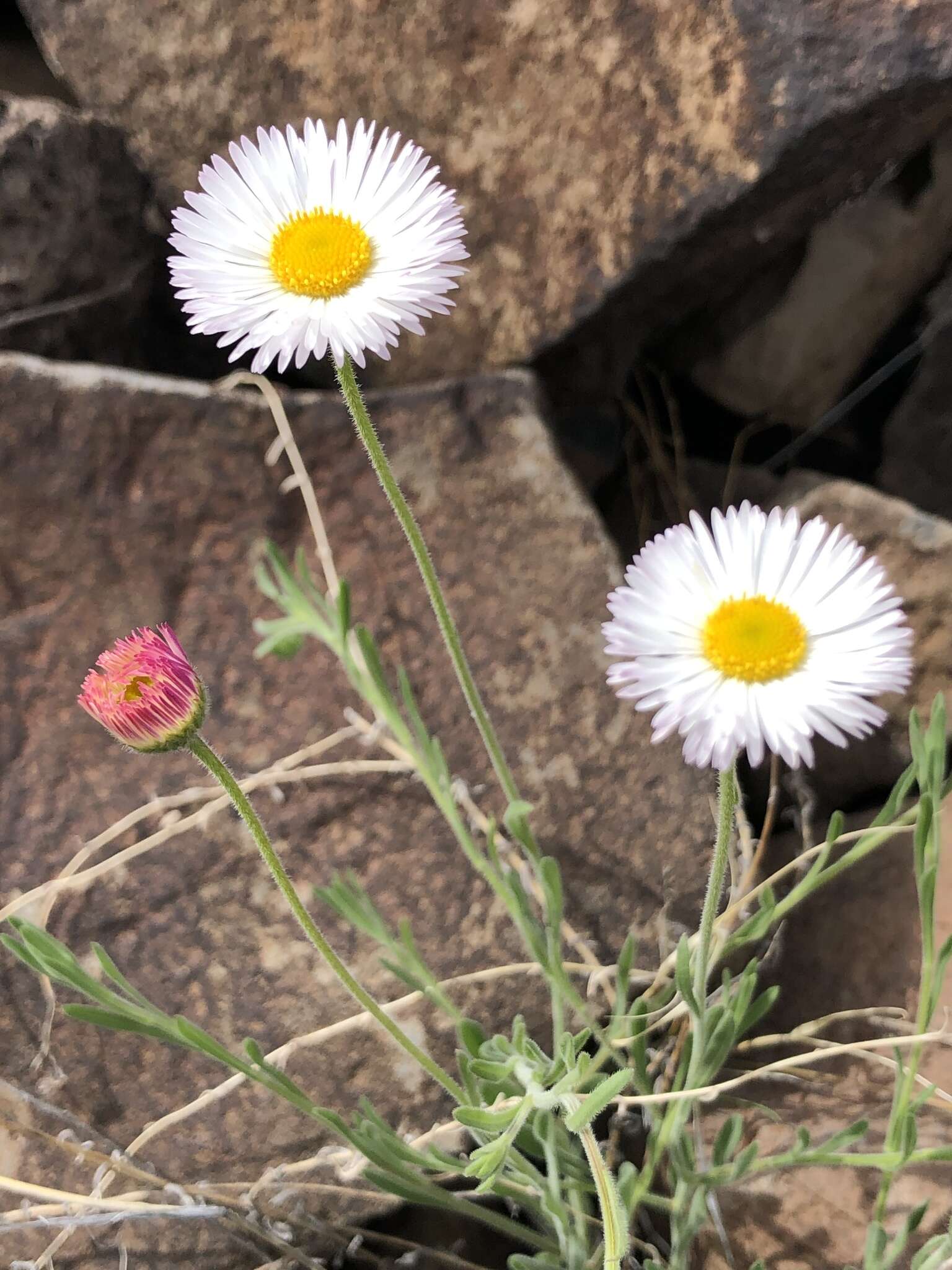 Image of running fleabane