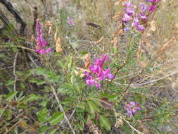 Image de Hedysarum cretaceum DC.