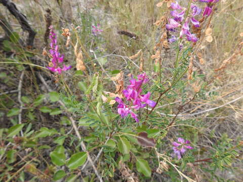 Plancia ëd Hedysarum cretaceum DC.