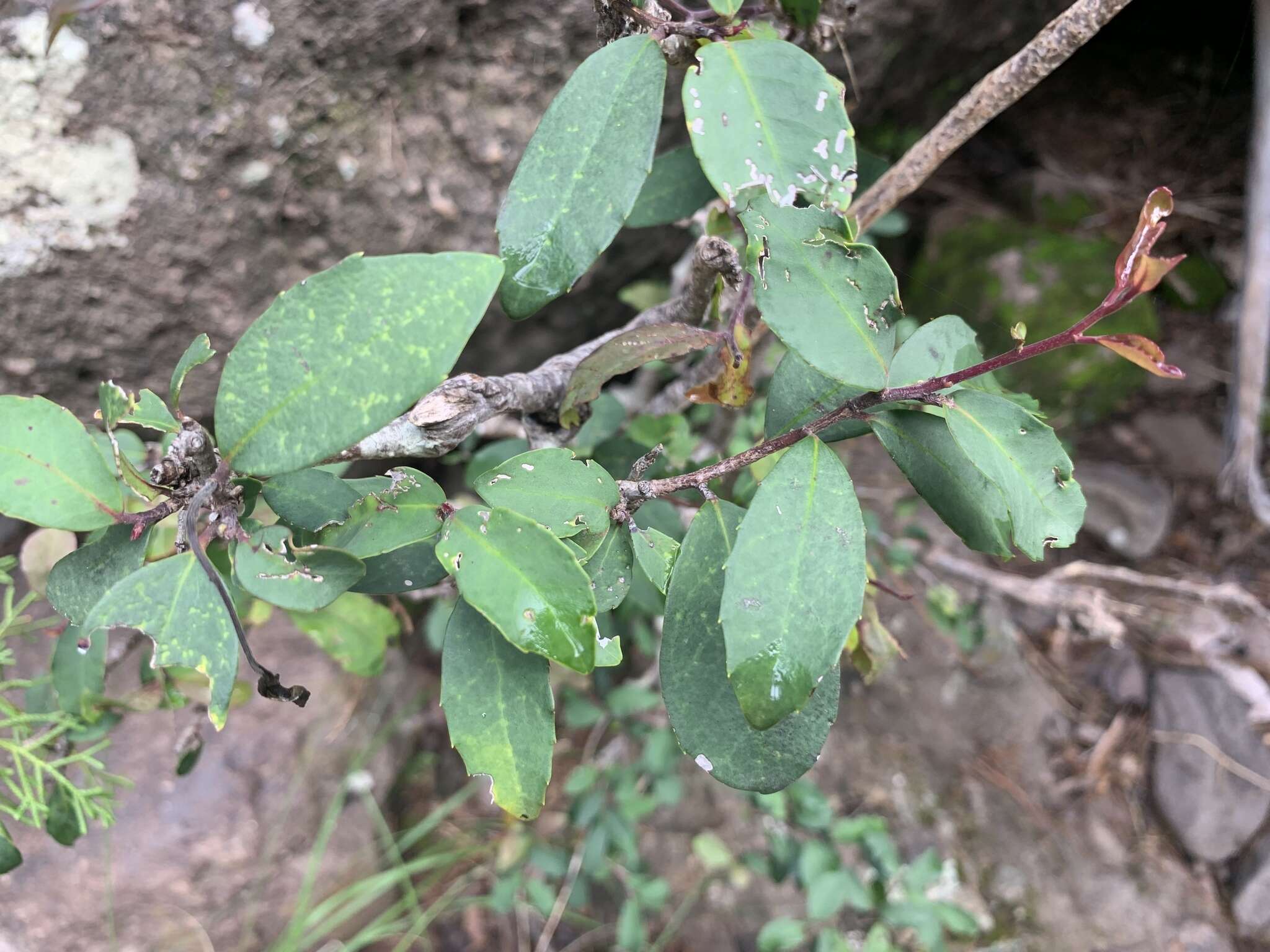 صورة Ilex discolor var. tolucana (Hemsl.) Edwin ex T. R. Dudley