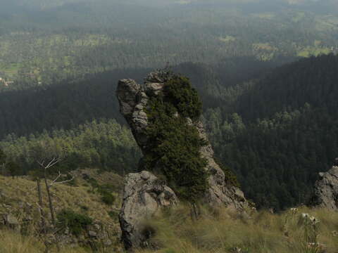 Image de Juniperus monticola Martínez