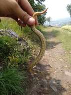 Image of Largenose Earth Snake