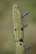 Cipocereus minensis (Werderm.) F. Ritter resmi