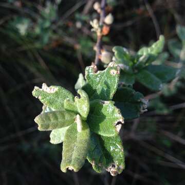 Image of Quercus microphylla Née