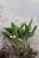 Image of Sobralia fragrans Lindl.