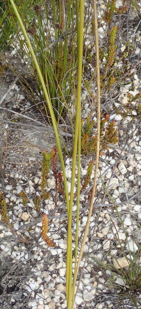 Tritoniopsis triticea (Burm. fil.) Goldblatt的圖片