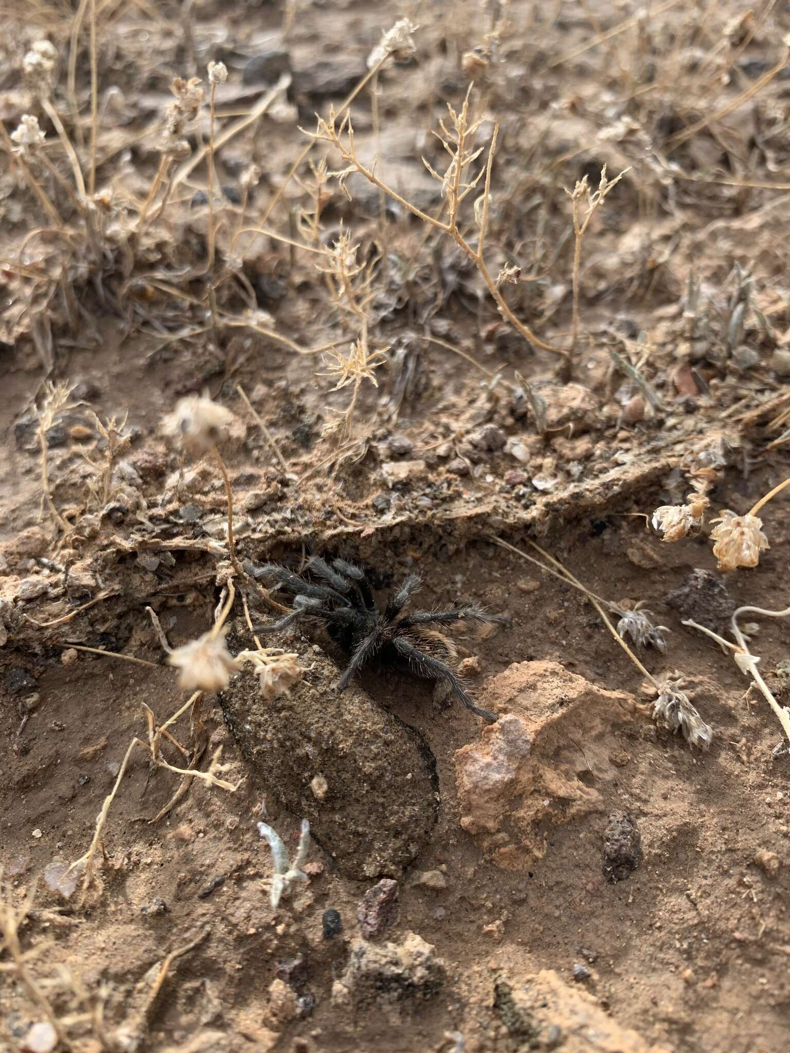 Image of Aphonopelma prenticei Hamilton, Hendrixson & Bond 2016