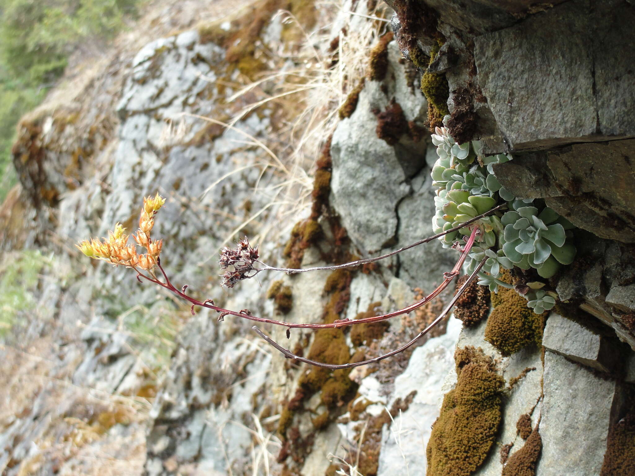 Imagem de Sedum moranii Clausen