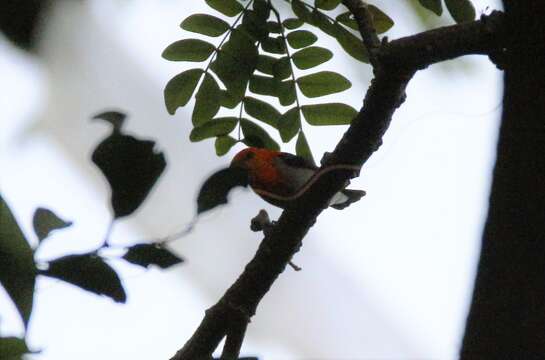 Image of Scarlet-headed Flowerpecker