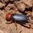 Image de Phonarellus (Phonarellus) minor (Chopard 1959)