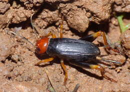 Image de Phonarellus (Phonarellus) minor (Chopard 1959)