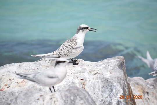 Image of Black-naped Tern