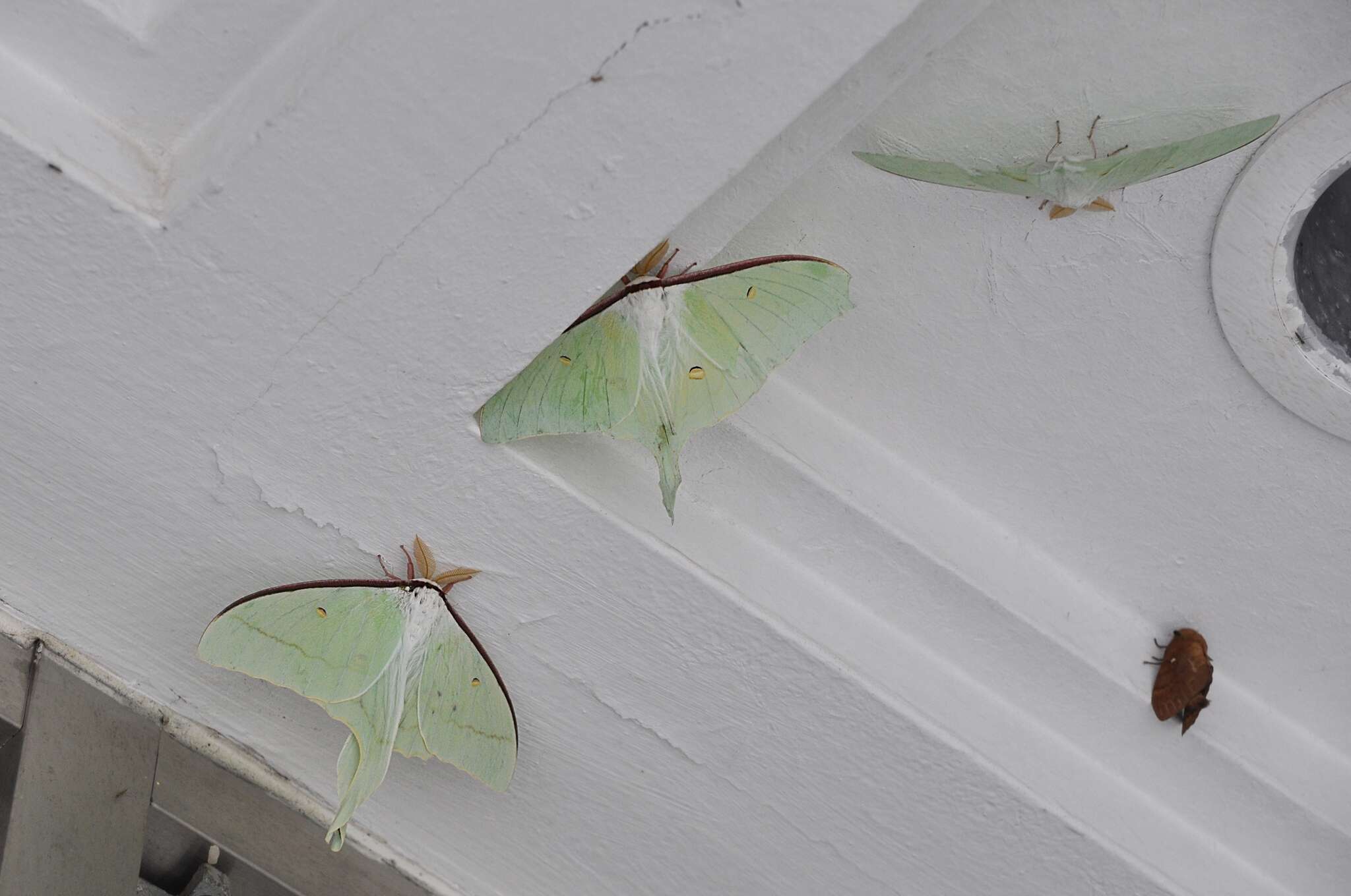 Image of Actias artemis (Bremer & Grey 1853)