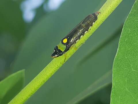 Imagem de Acrogonia flavoscutellata (Signoret 1855)