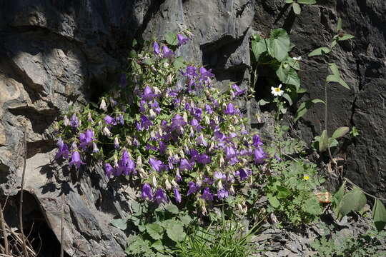 Image of Campanula kolenatiana C. A. Mey. ex Rupr.