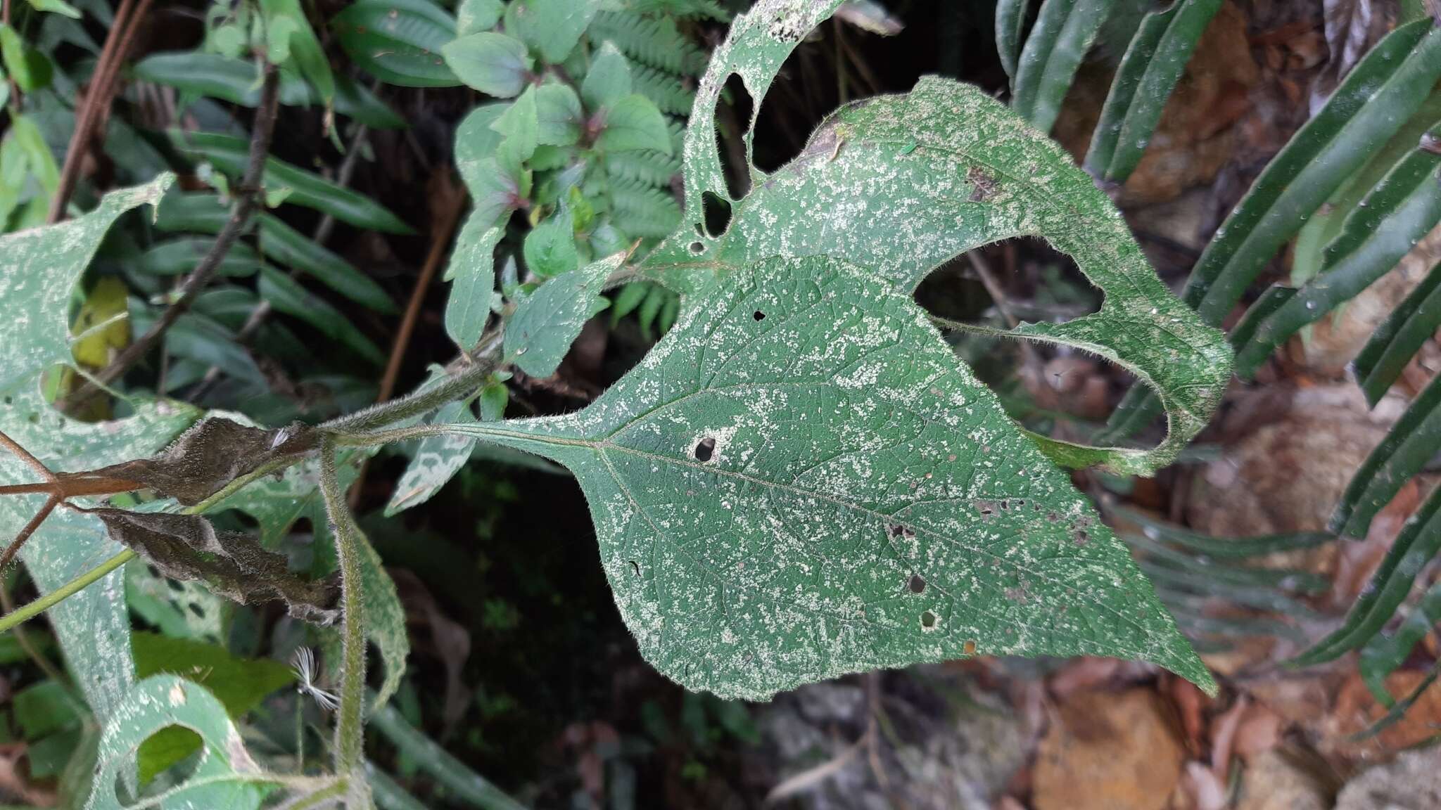 صورة Schistocarpha hondurensis Standl. & L. O. Williams