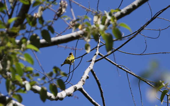 Image of Vietnamese Greenfinch