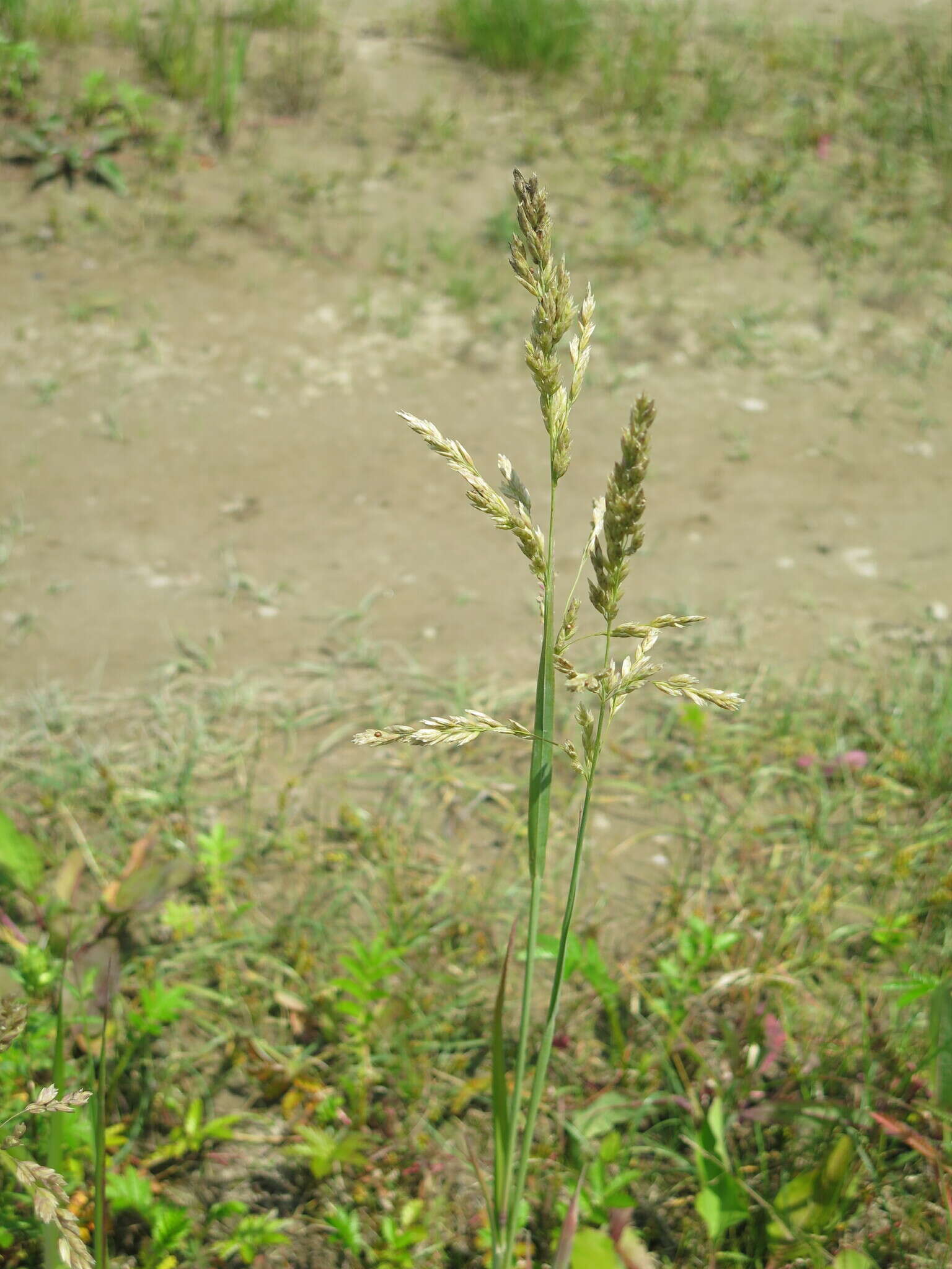 Image of Large-Flower Blue Grass