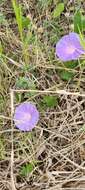 Image of Ipomoea variabilis (Schltdl & Cham.) Choisy