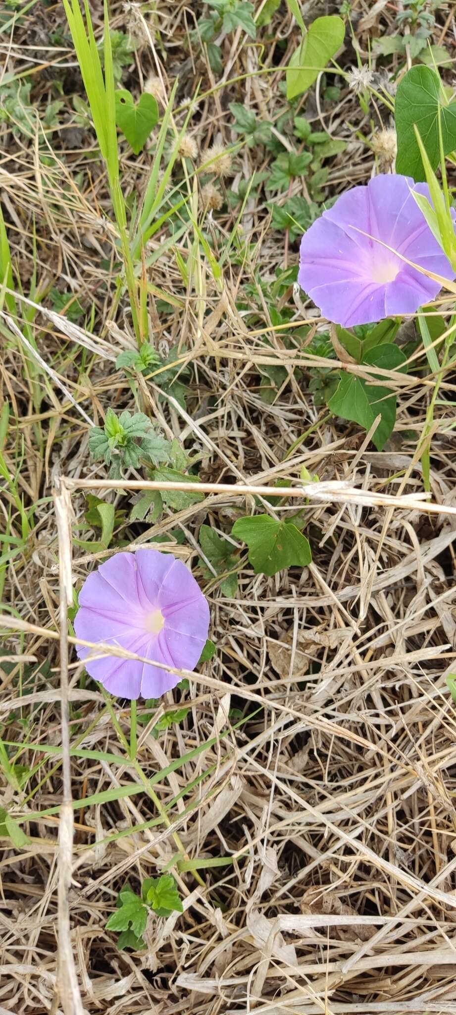 Image of Ipomoea variabilis (Schltdl & Cham.) Choisy