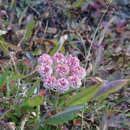 Imagem de Eriogonum ovalifolium var. pansum J. L. Reveal