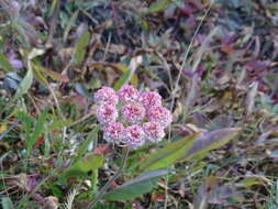 Image of cushion buckwheat