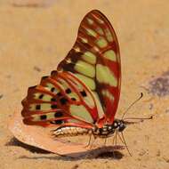 Graphium cyrnus (Boisduval 1836) resmi